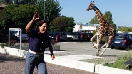 Animal escape artists | Blog | Ali Cook Magician